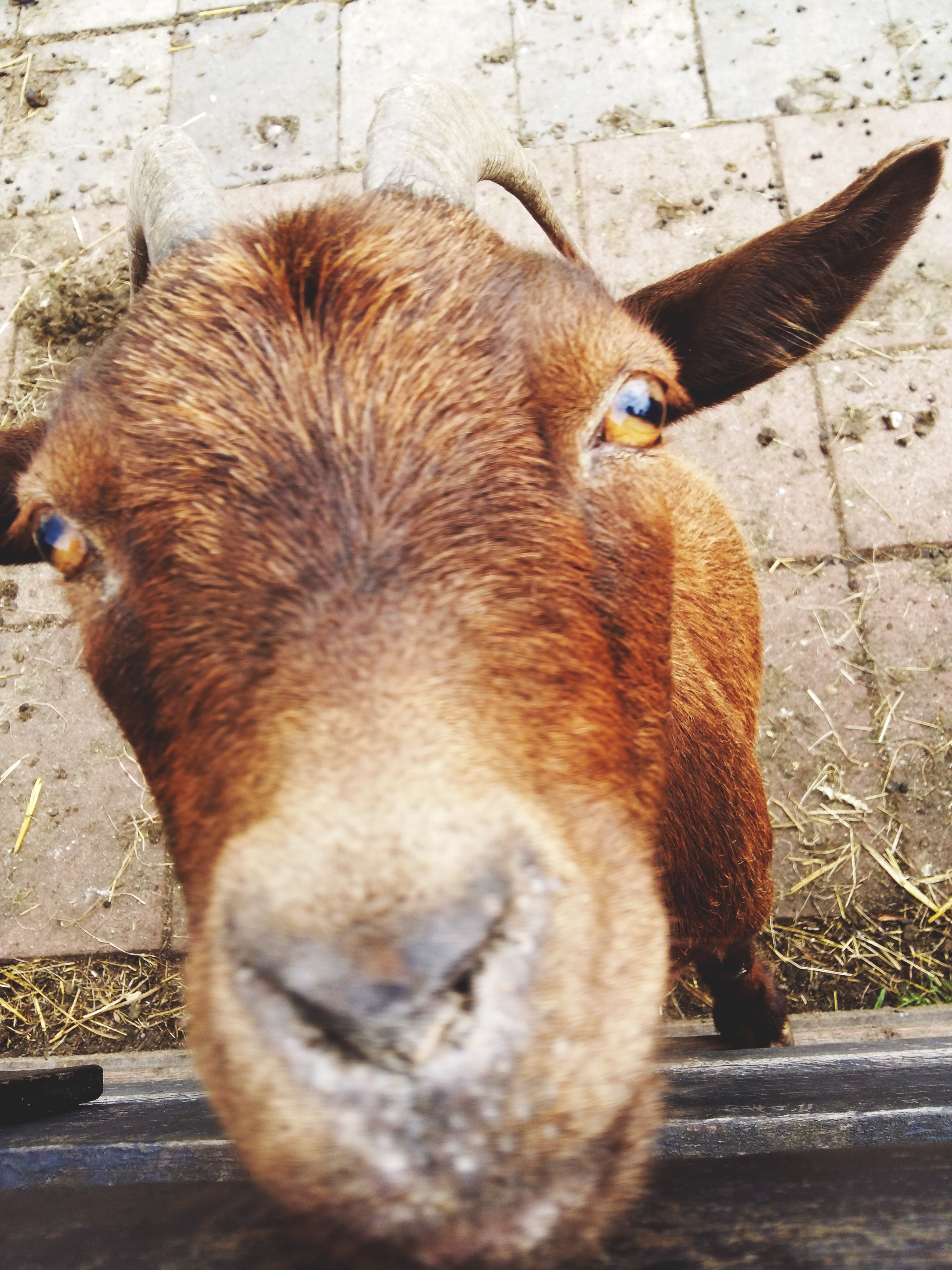New best friend at Zaanse Schans. byamandalia
