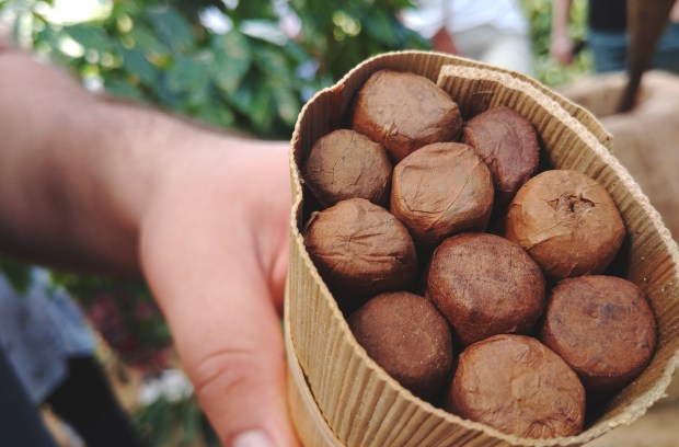 Hand rolled Cigar from farms @ Vinales