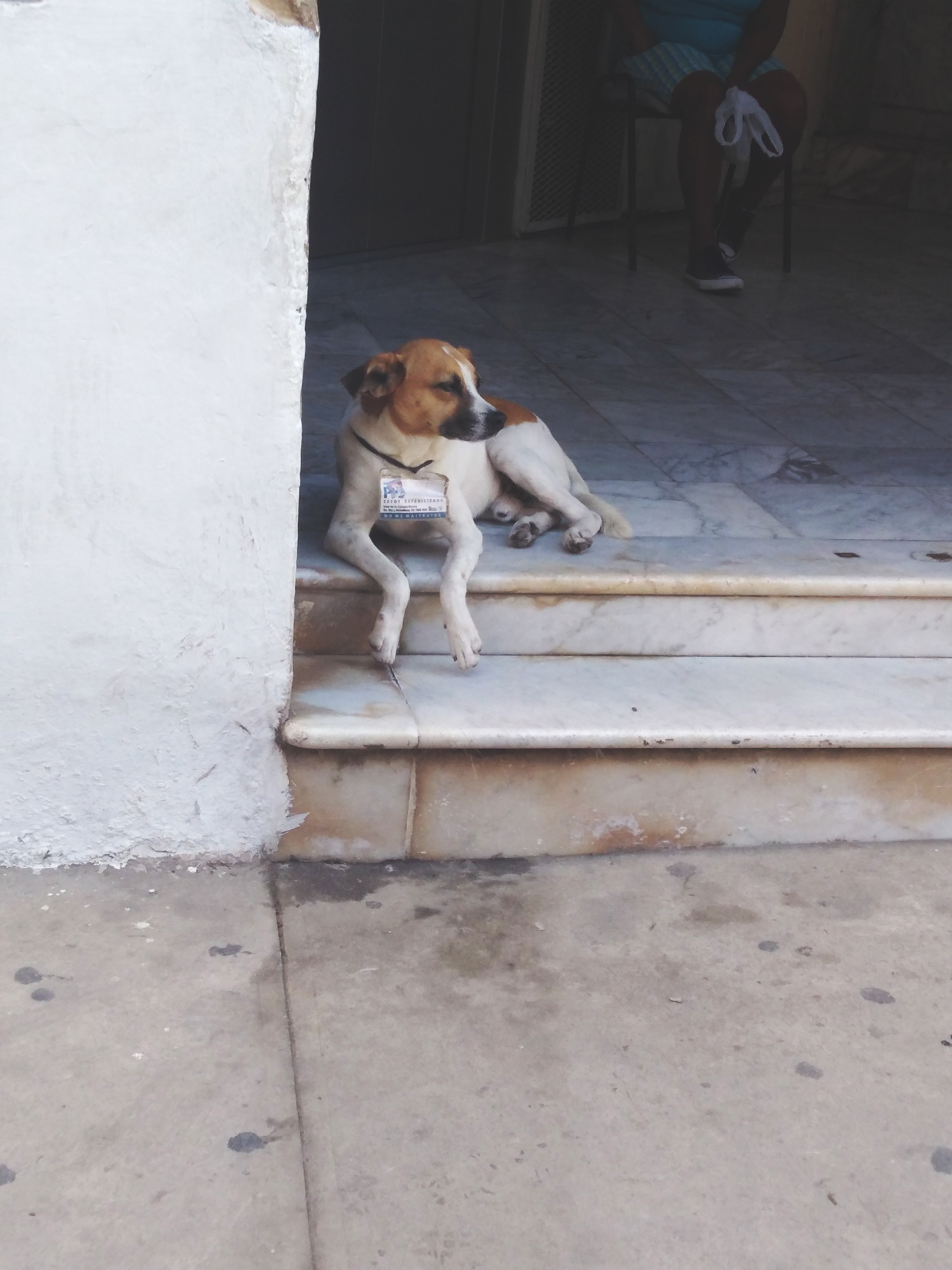 One of the many stray dogs in Habana