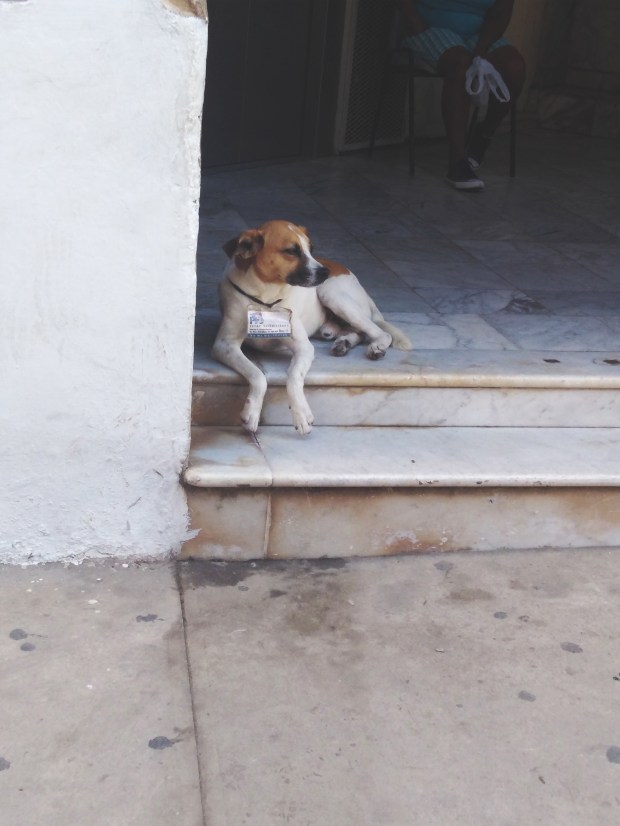 One of the many stray dogs in Habana